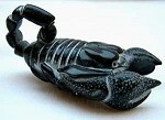 Ebony Scorpion